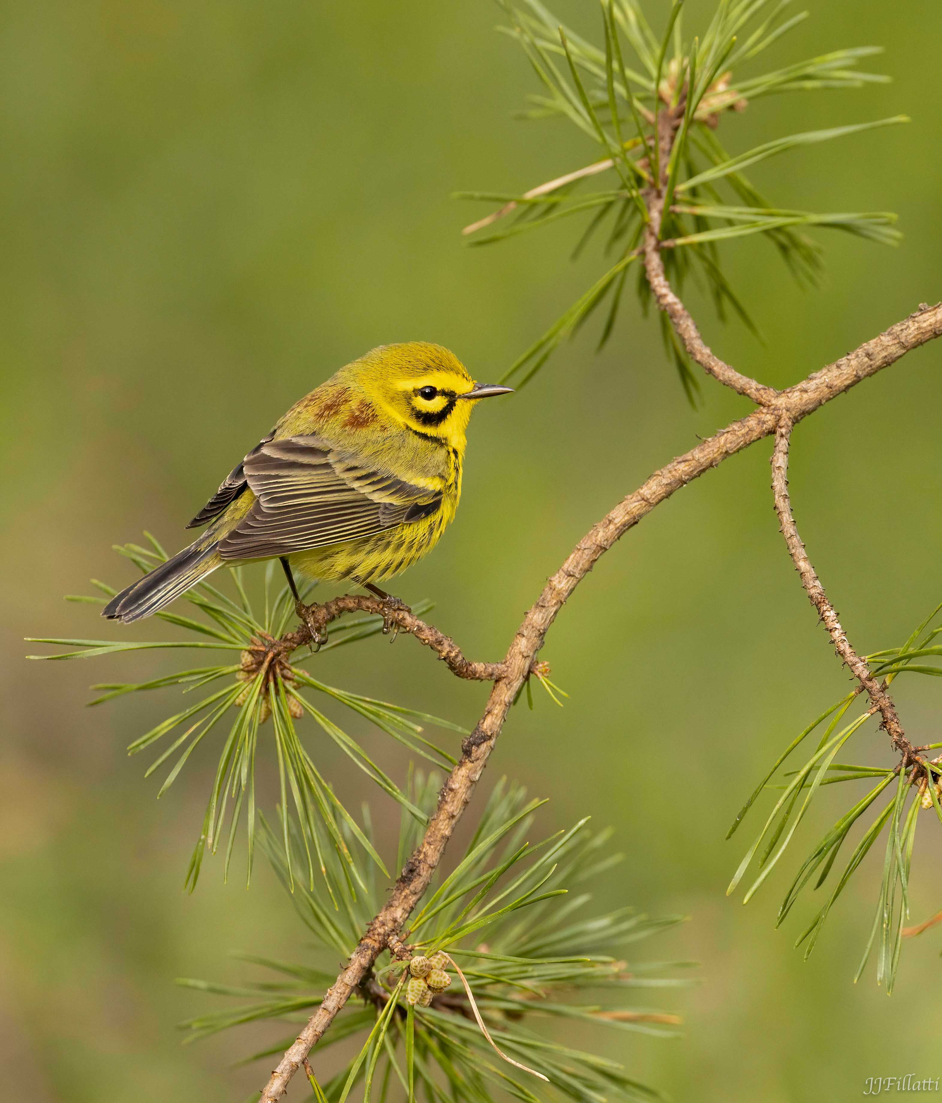 bird of Ohio image 7